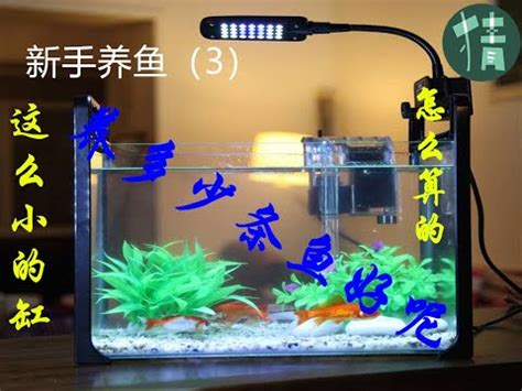 小魚缸可以養幾隻魚|2024年魚缸養魚數量吉凶解析